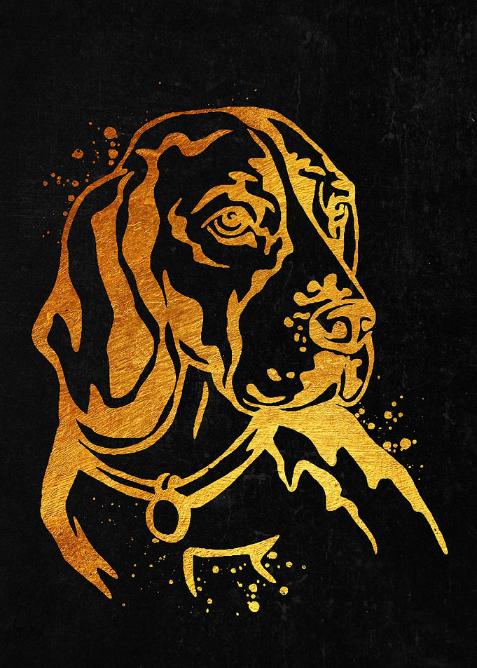 Beagle Dog