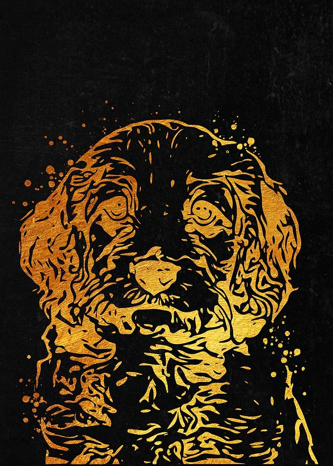 Cavapoo Dog