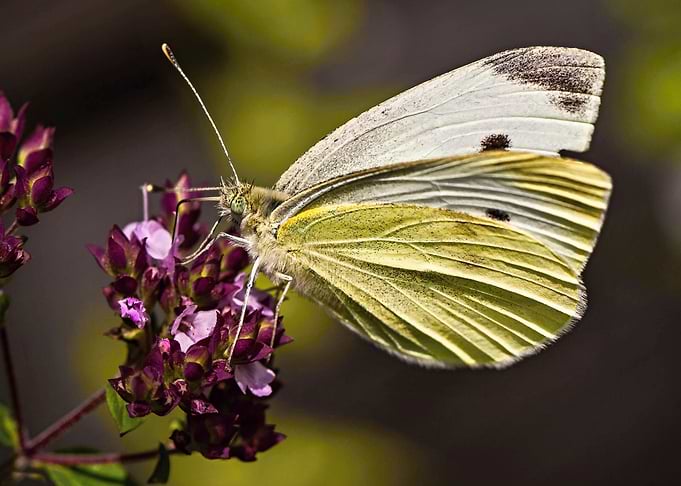 Colorful butterfly 06