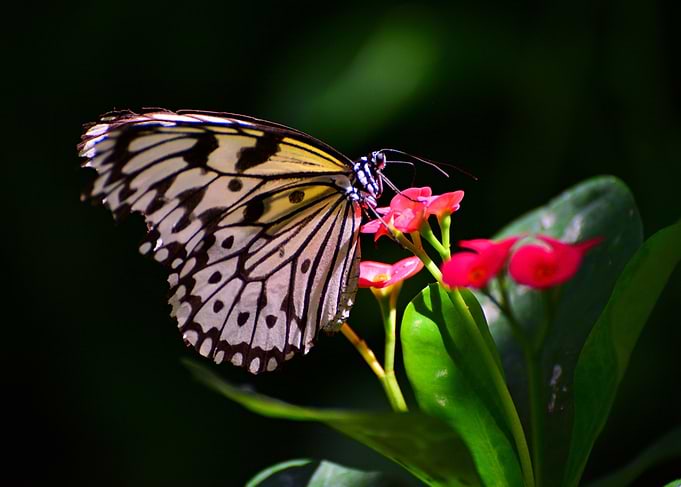Colorful butterfly 02