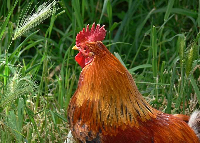 Proud cock 01