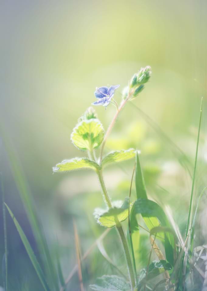 Blue wild flower, macro