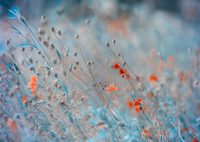 Country meadow, red flower