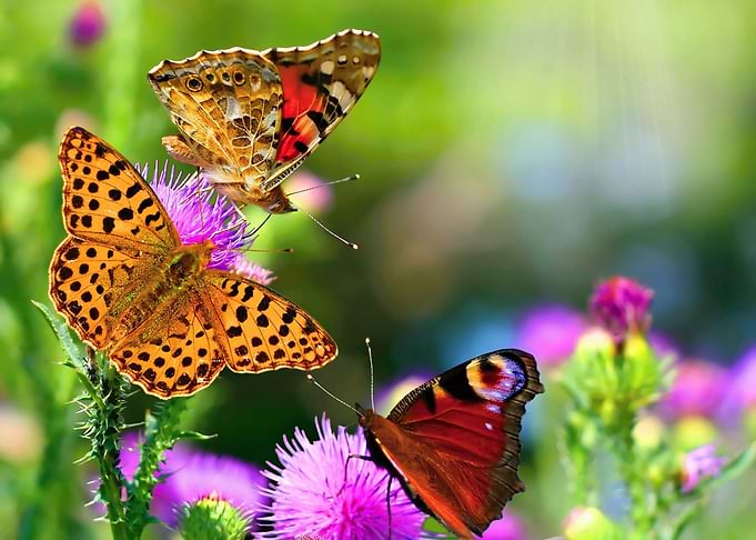 Colorful butterfly 05
