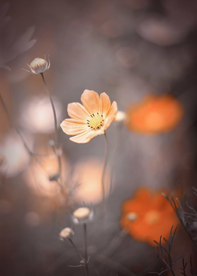 Orange flower,macro garden