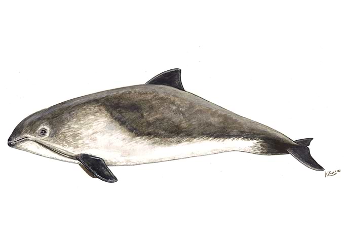 Harbour porpoise Phocoena