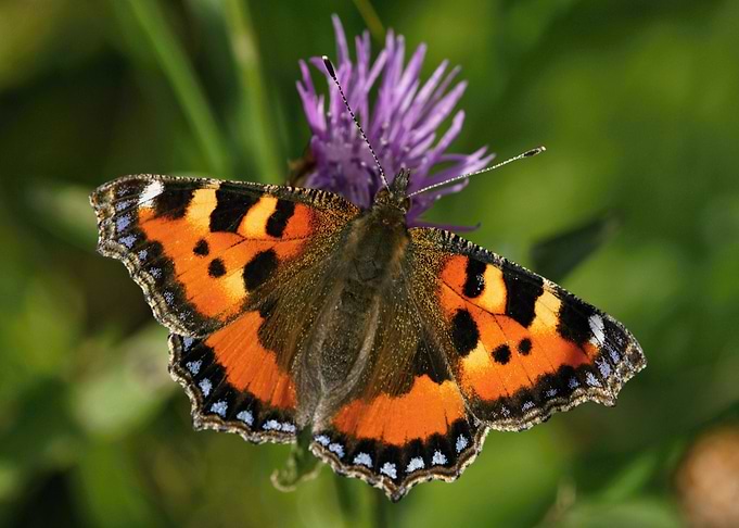 Colorful butterfly 03