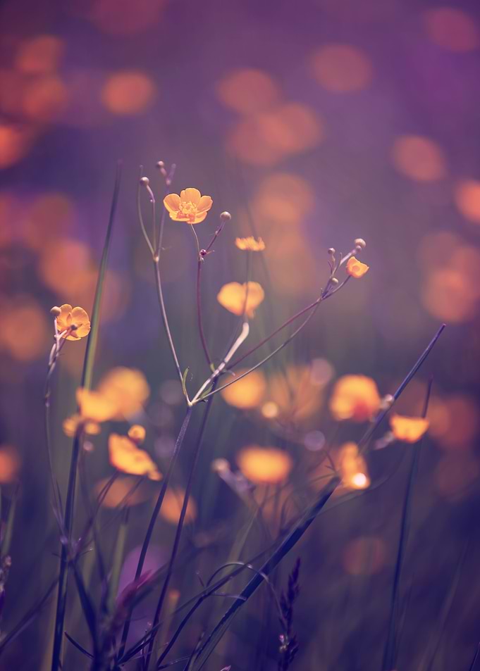 Yellow flower, wild meadow