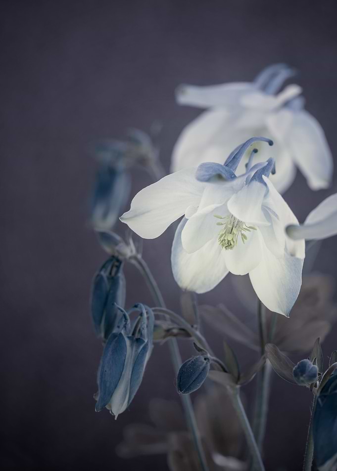 White garden flower, macro