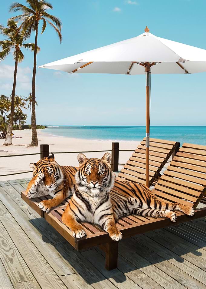 Tigers Tan Time