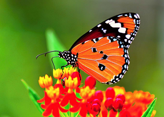 Colorful Butterfly 01