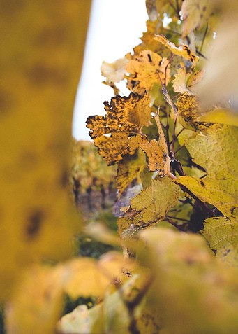 Autumn Leaves