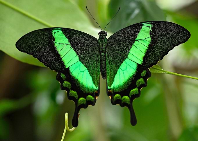 Colorful butterfly 04
