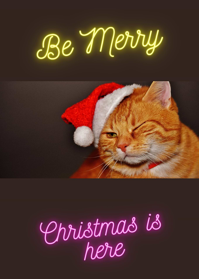 Merry Cat