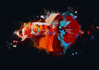 Multicolor Bettafish