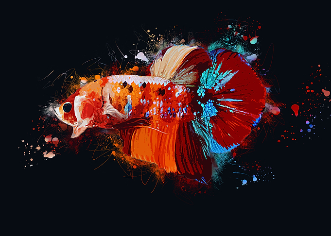 Multicolor Bettafish