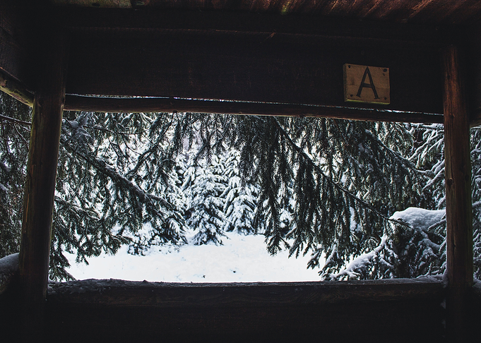 observing the snow