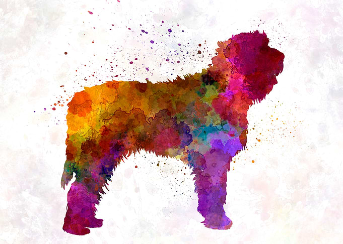 Otterhound in watercolor