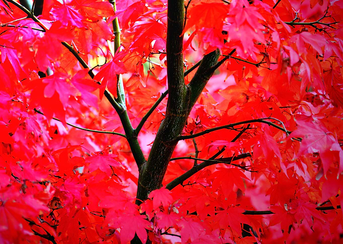 Vibrant Autumns