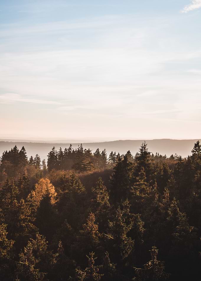 Sunset fog between trees