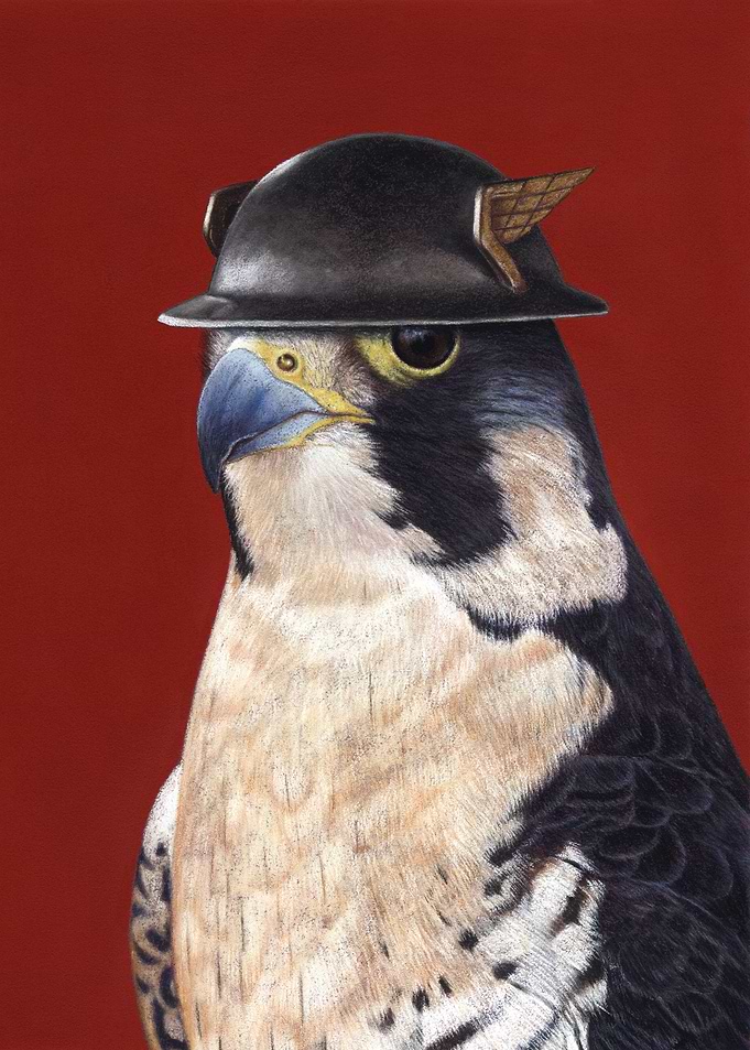 Peregrine falcon