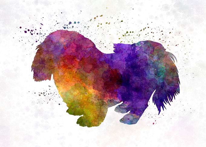 Penkingese in watercolor