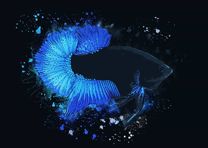 BBL Betta Fish