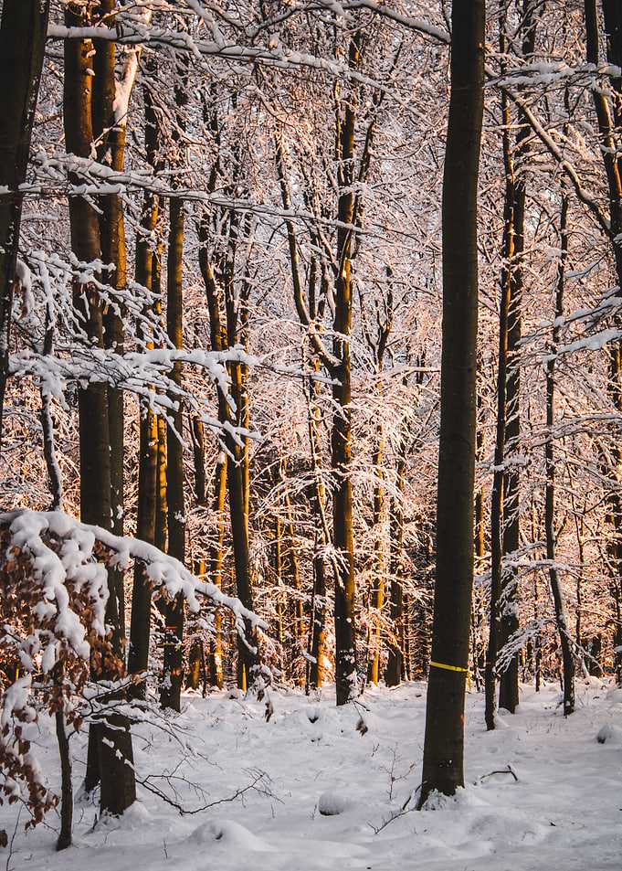 goldenhour forest