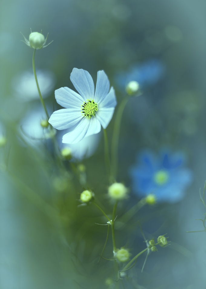 Floral arrangement, macro