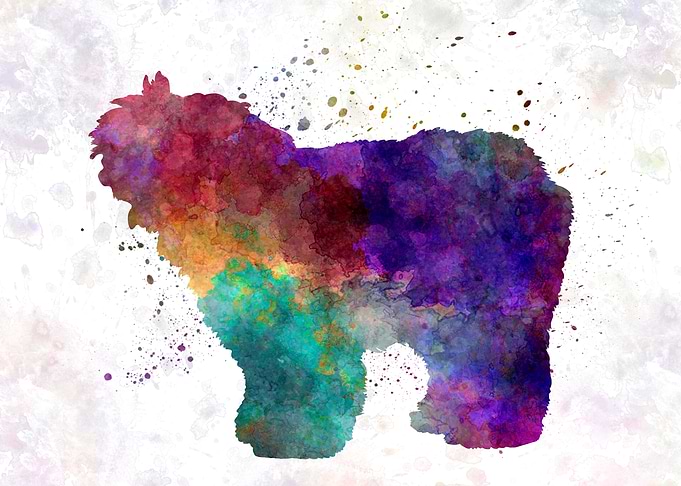 Old English Sheepdog