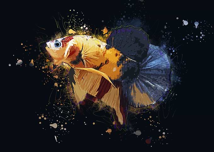 Yellow Base Bettafish