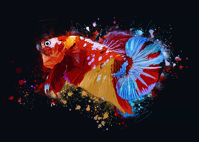 Multicolor Bettafish