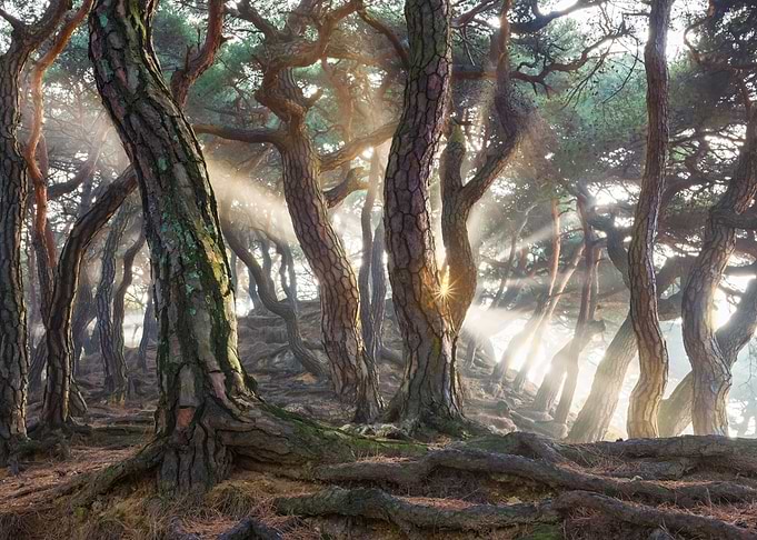 Sacred Pine Trees