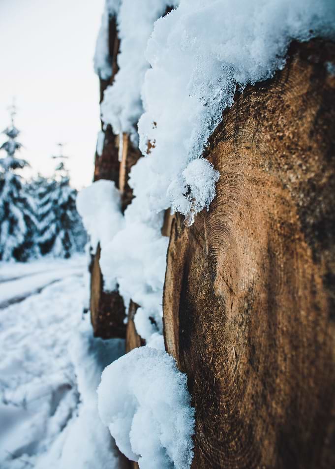 cut down wood in winter