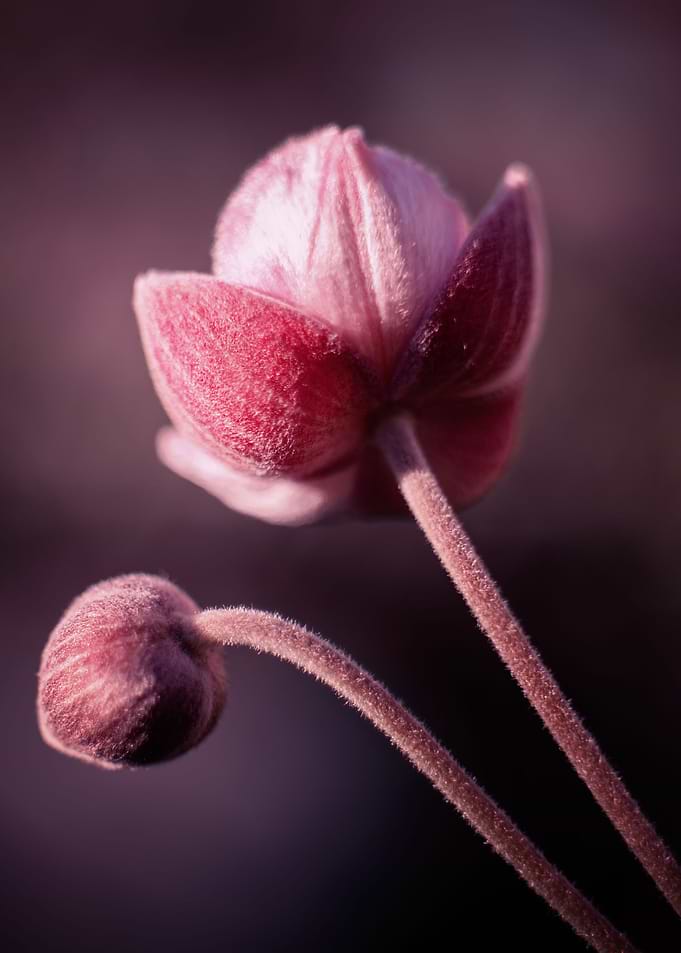 Pink flower, macro, garden