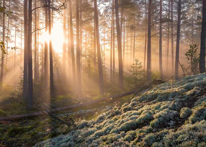 Fog in the forest