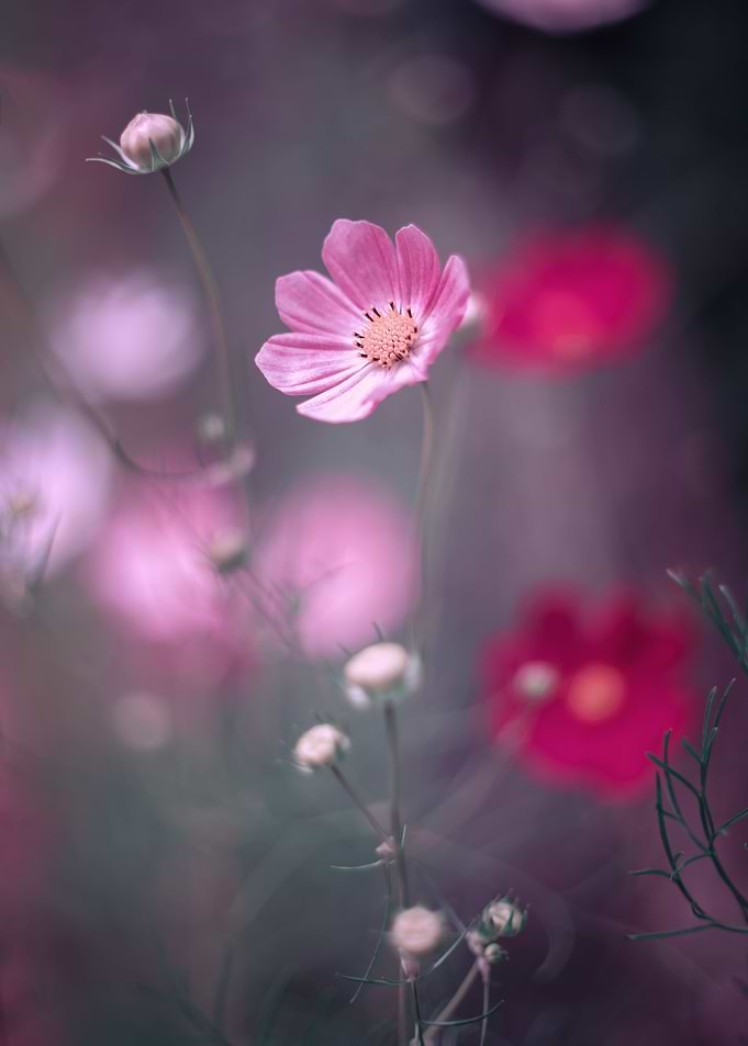 Pink flowers, macro,meadow