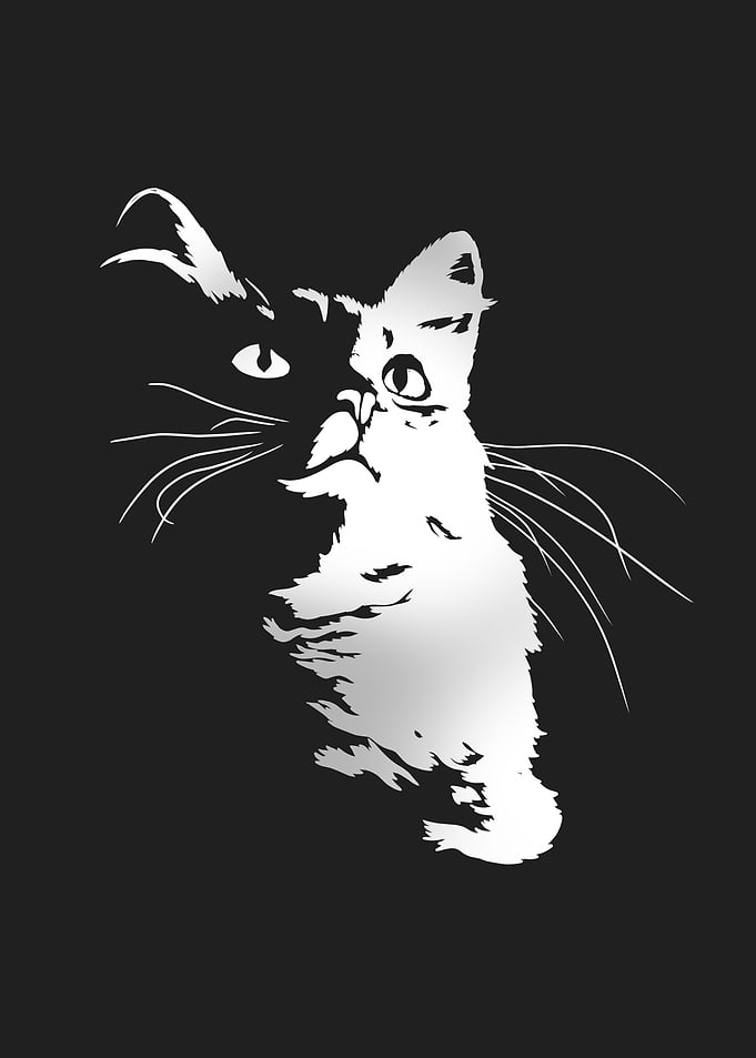 Funny Cat Gift Idea