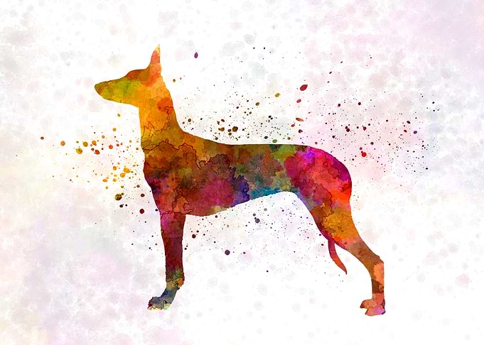 Pharaoh Hound dog