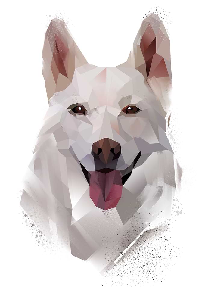 White Siberian Husky