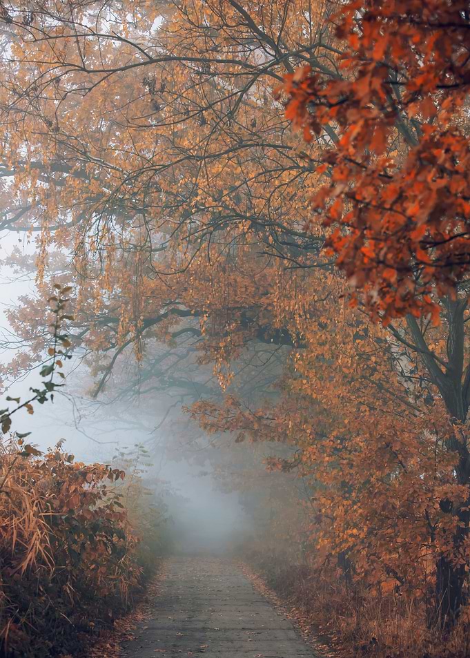 Autumn alley among trees