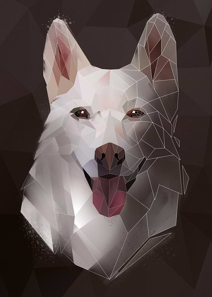 Siberian Husky