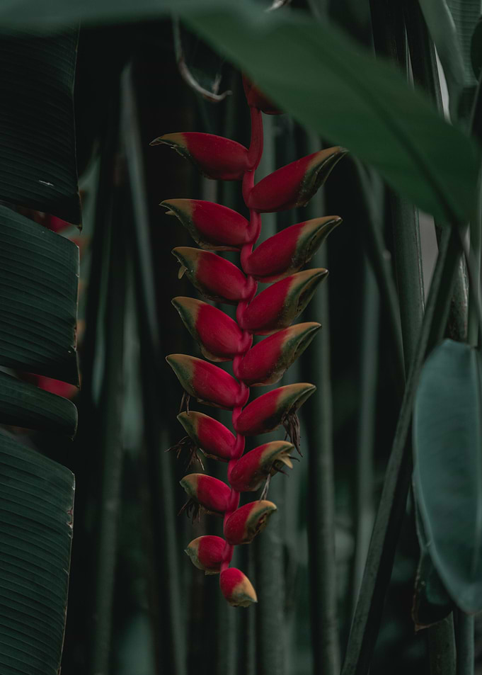 Heliconia rostrata