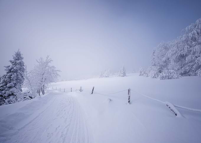 Winter trees in mountains