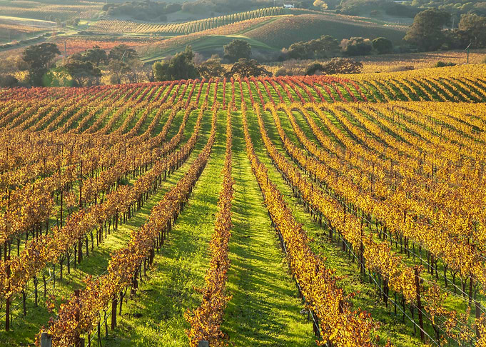 Wine Country