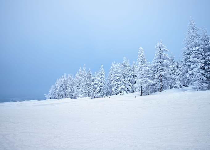 Winter trees in mountains