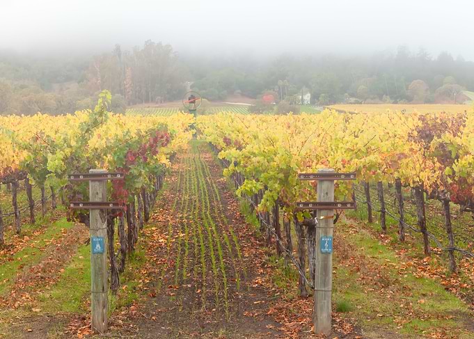 Napa Autumn