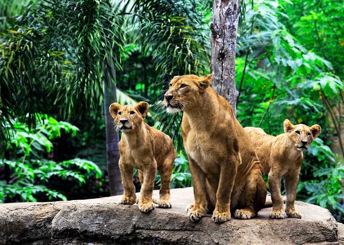 Lioness