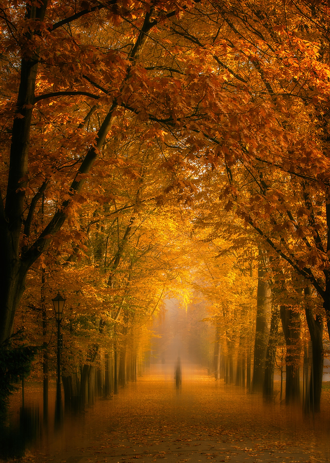 Autumn foggy landscape