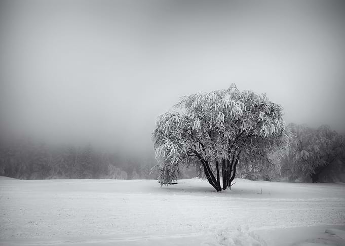 Winter tree Black White